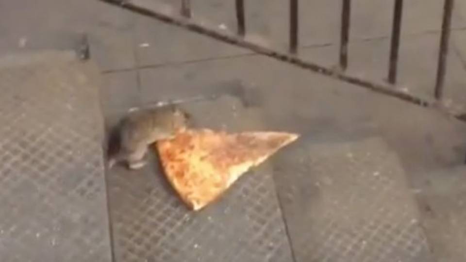 pizza-rat-video.jpg