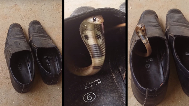snakes shoes