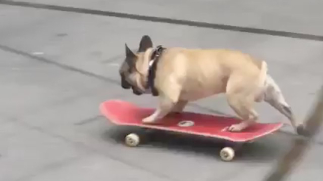 Daring Dog Slams Skateboard Into Revolving Door | RTM - RightThisMinute