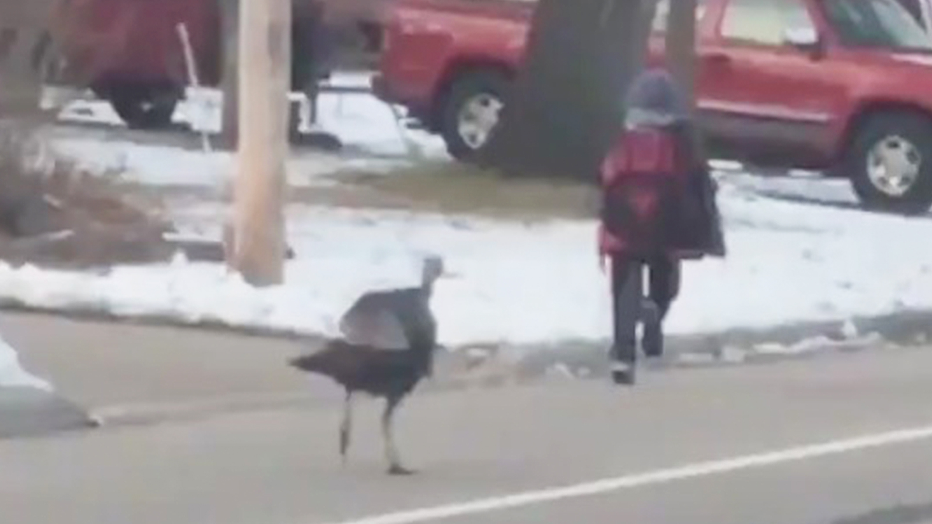 Turkey Chases Boy Down The Street | RTM - RightThisMinute