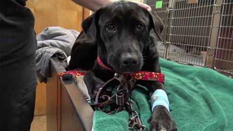 Original Video: Fiona the Dog's Amazing Story | RTM - RightThisMinute