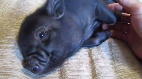 Micro Pigs The Latest Pet Trend In The UK RTM RightThisMinute   Micro Pig Rub .converted 1312051944 