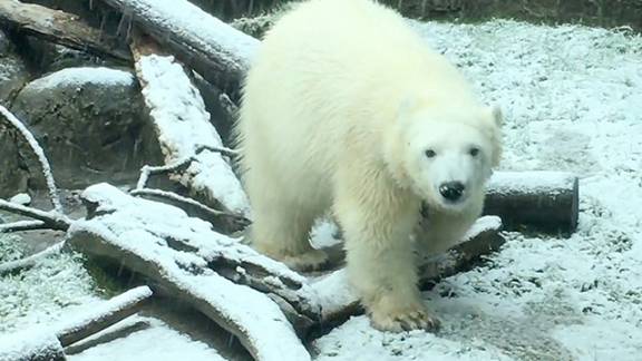 Cat and Polar Bear See Snow for the First Time and It's Adorable | RTM ...