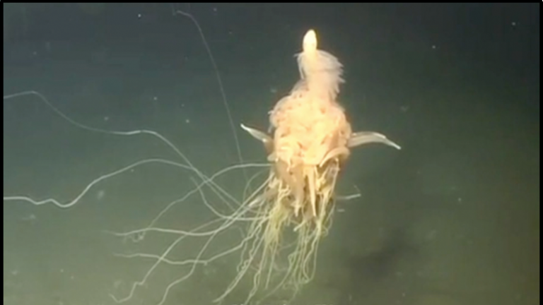 deep sea creatures caught on camera