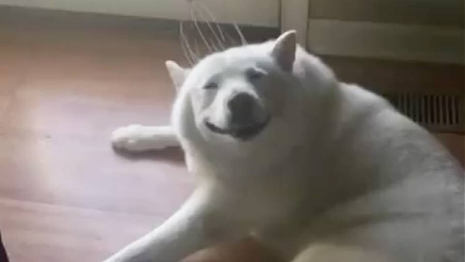 happiest dog