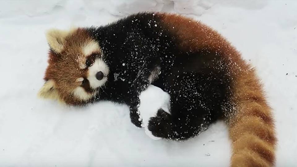 We Love This Red Panda In The Snow And These Cute Zoo Animals Rtm Rightthisminute