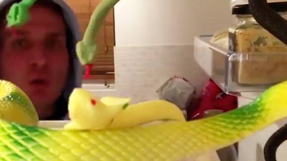 fake snake prank videos