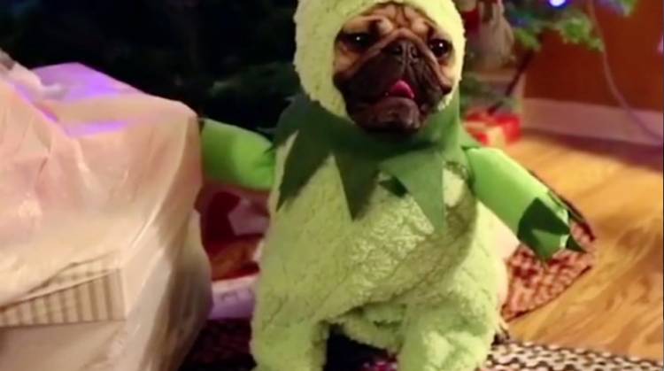 grinch dog costume for humans