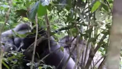 gorilla clams casino video clips