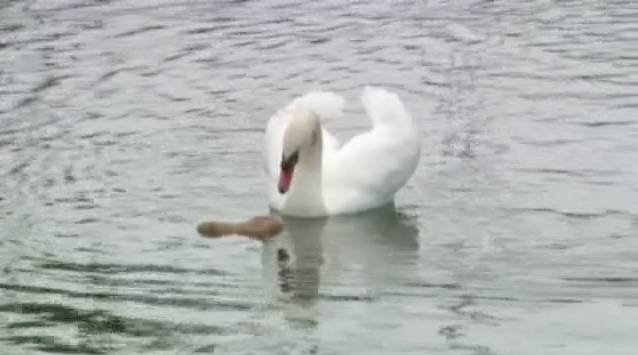 Angry Swan Involved in Man's Drowning Death | RTM - RightThisMinute