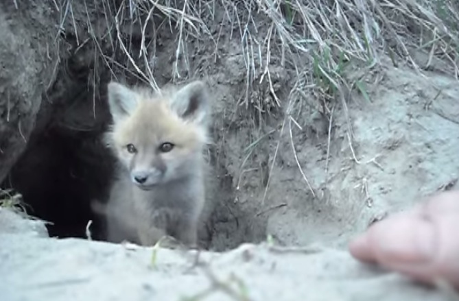 Baby Fox Admires Its Surroundings | RTM - RightThisMinute