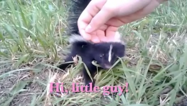 Baby Skunks Are Stinking Cute | RTM - RightThisMinute