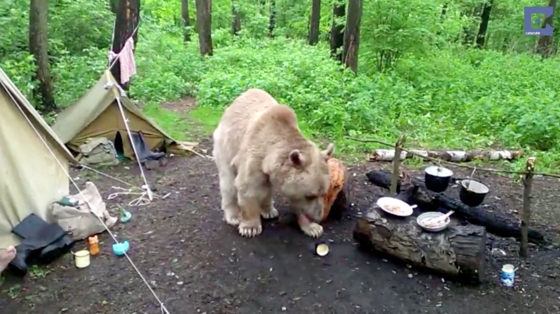 Campers' Reaction To Hungry Bear Will Shock You | RTM - RightThisMinute