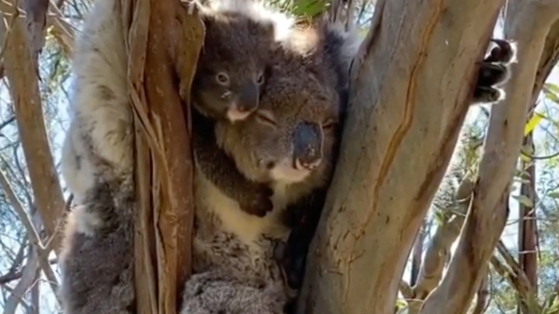 koala cuddle
