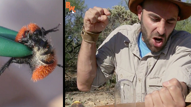 Horrifying Bite Experiment Redefines 'Pain' For Coyote Peterson | RTM