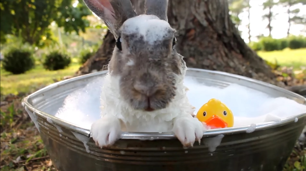 Bunny Bubble Bath Bunny Enjoys Fall Leaves RTM RightThisMinute   Bunny Bath Video 