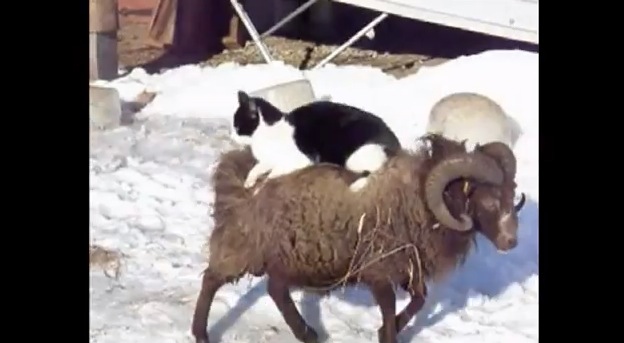 Daily Pet No Big Deal, Just a Cat on a Sheep RTM RightThisMinute