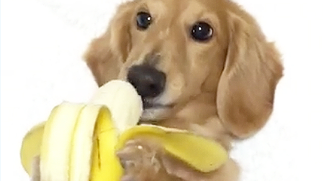 Dog Chows Down On A Banana And It's Adorably Funny | RTM - RightThisMinute