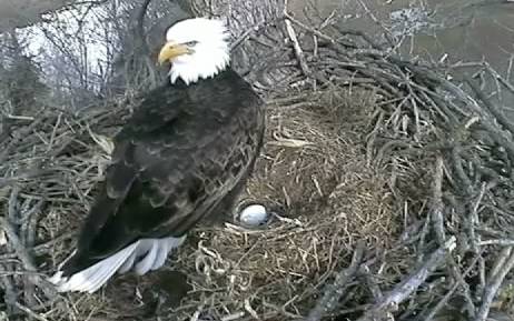 Watch a Live Eagle's Nest Camera | RTM - RightThisMinute