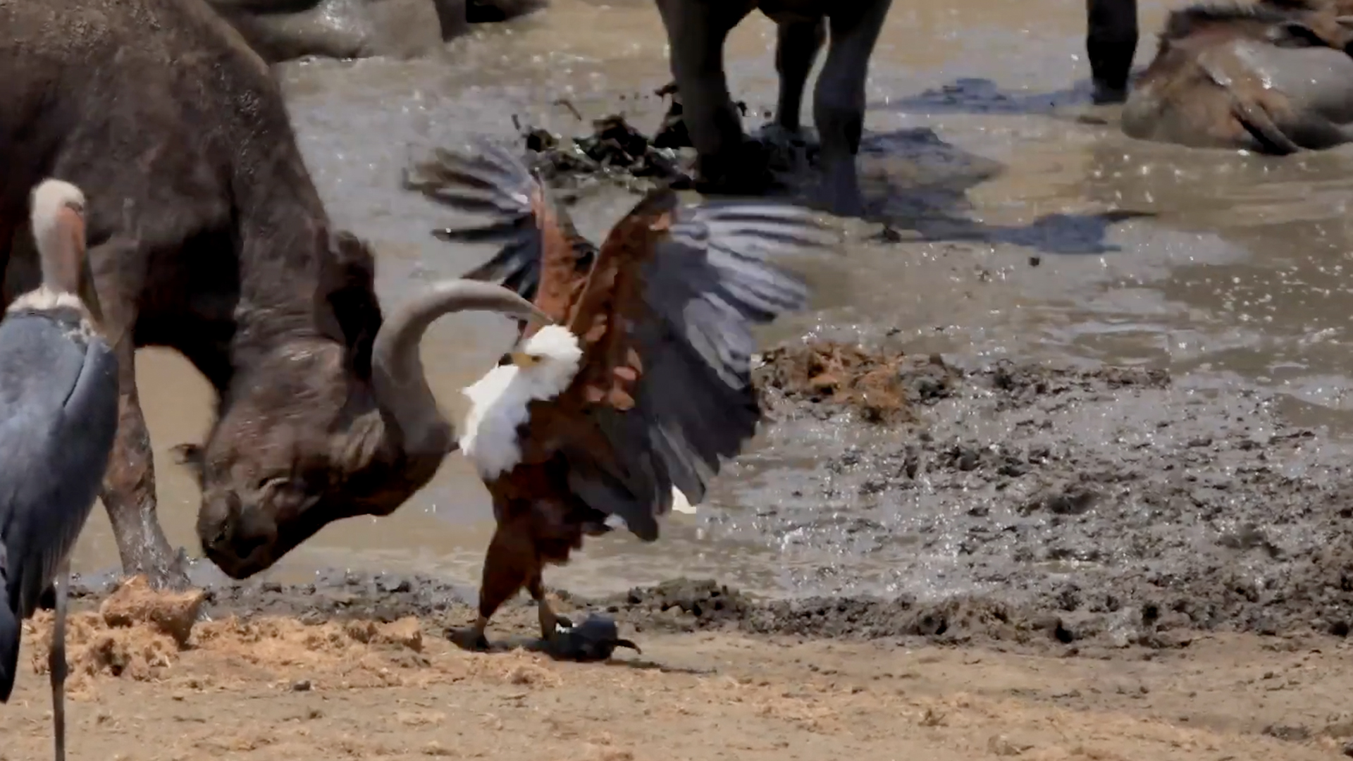 Aggressive Eagle Steals A Meal Rtm Rightthisminute