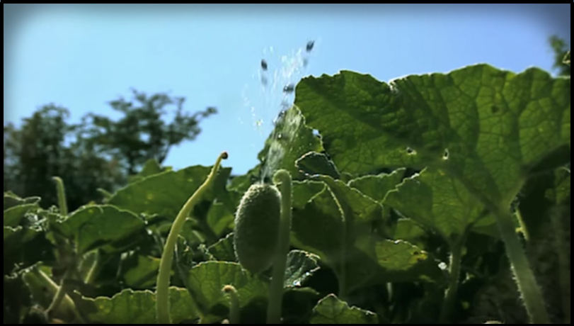 Exploding Plants Are Serious About Spreading Their Seed | RTM ...