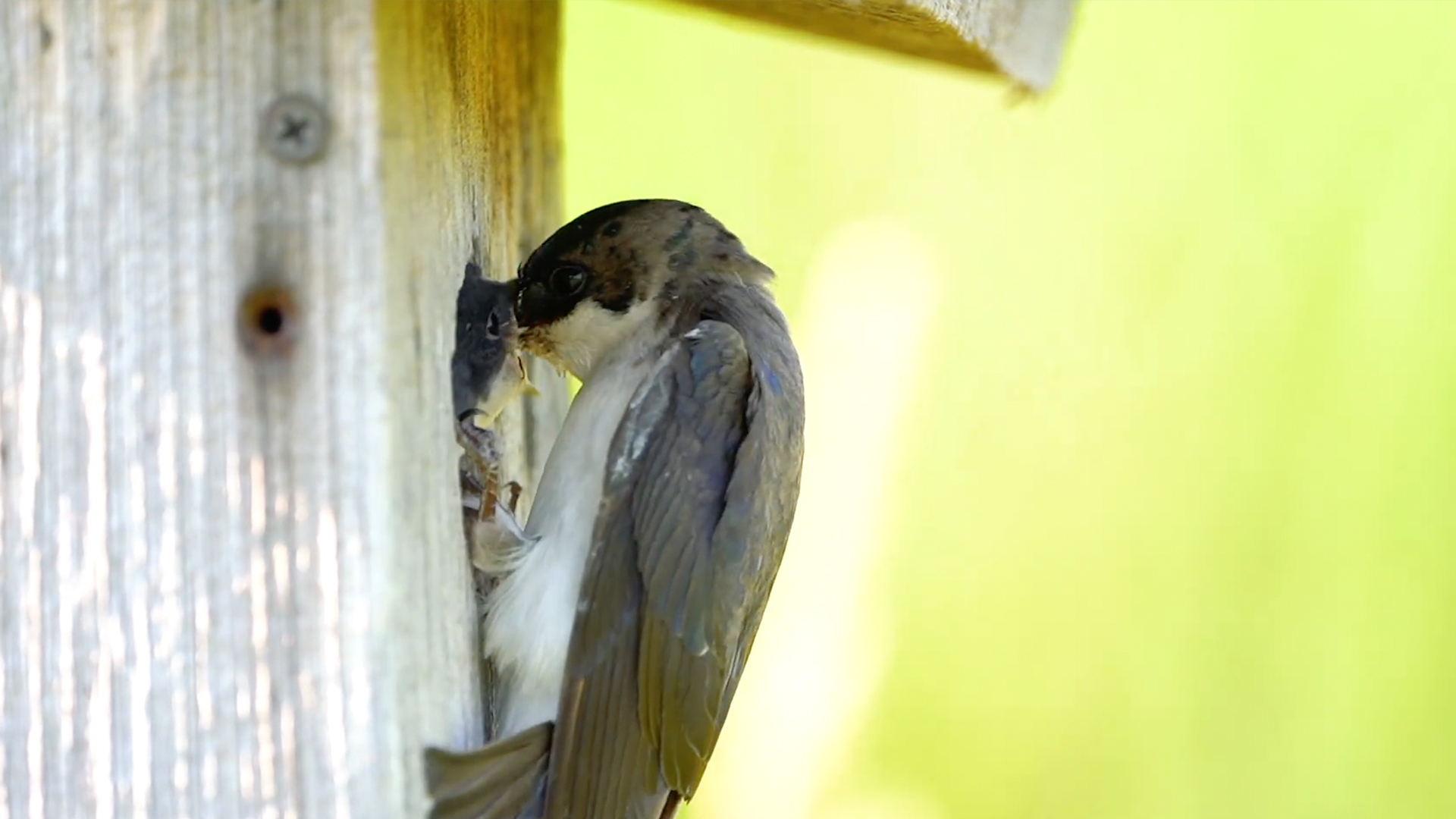 Eating The Swallow Way | RTM - RightThisMinute