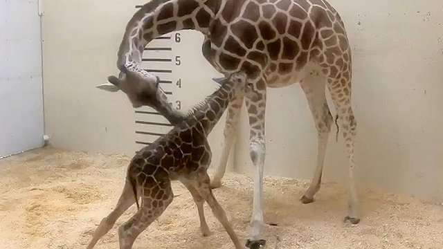 Baby Giraffe Learns How To Walk | RTM - RightThisMinute