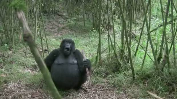 Advice for This Gorilla Who Farted | RTM - RightThisMinute