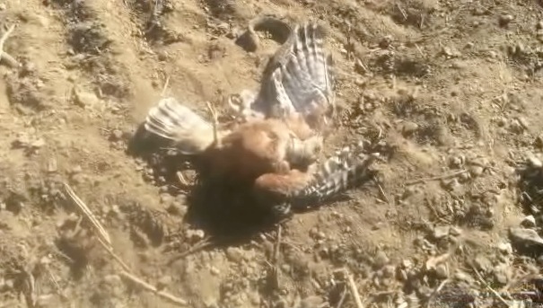 Snake Strangles Hawk in a Battle of 'Land vs. Air' | RTM - RightThisMinute