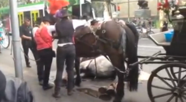 Teen Appologizes For Accusing Horse Drawn Carriage Of Abuse RTM
