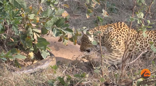 Momma Leopard Battles Massive Python | RTM - RightThisMinute