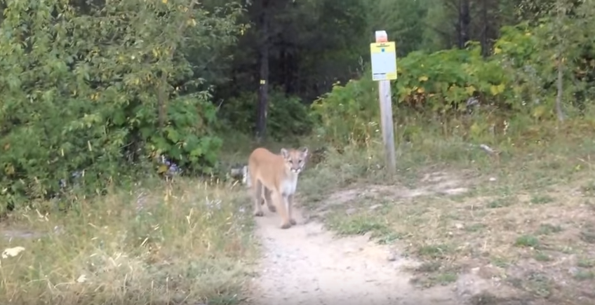 Frightening Encounter With Mountain Lion | RTM - RightThisMinute