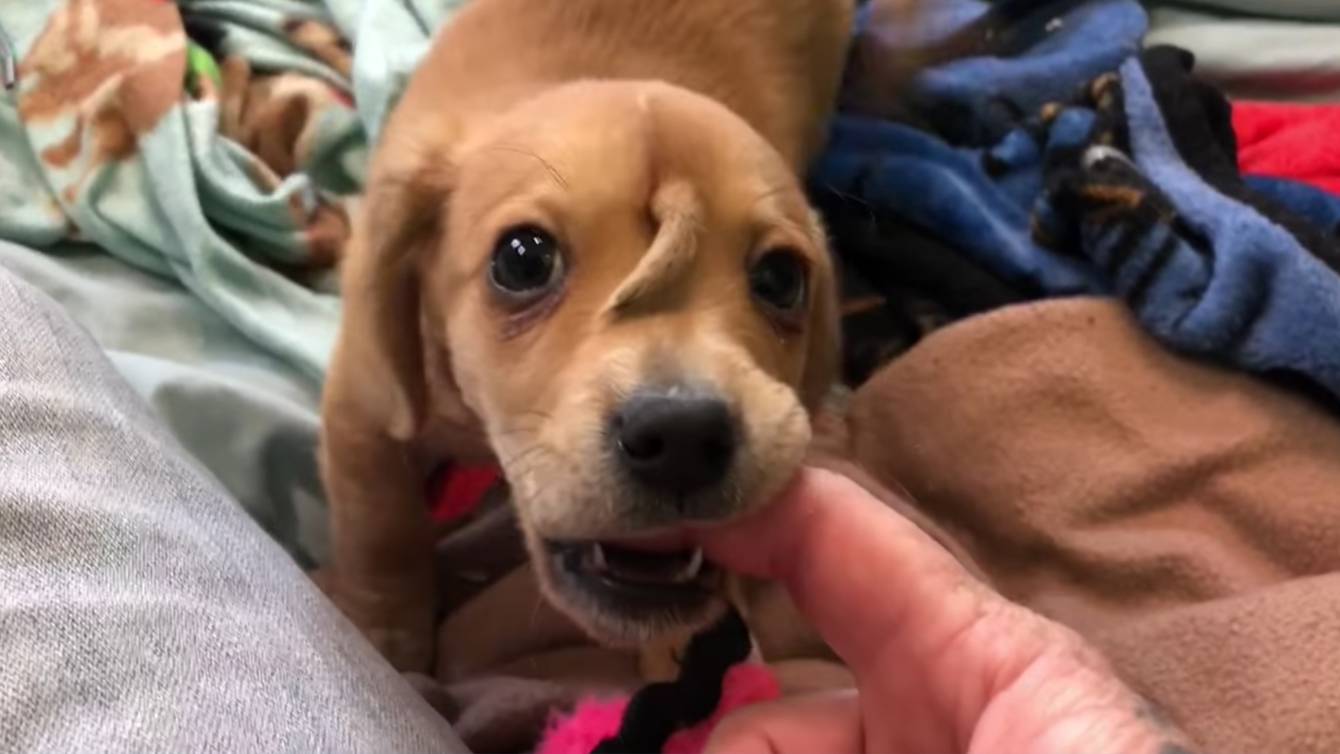 puppy-born-with-extra-tail-on-his-face-couldn-t-be-cuter-rtm