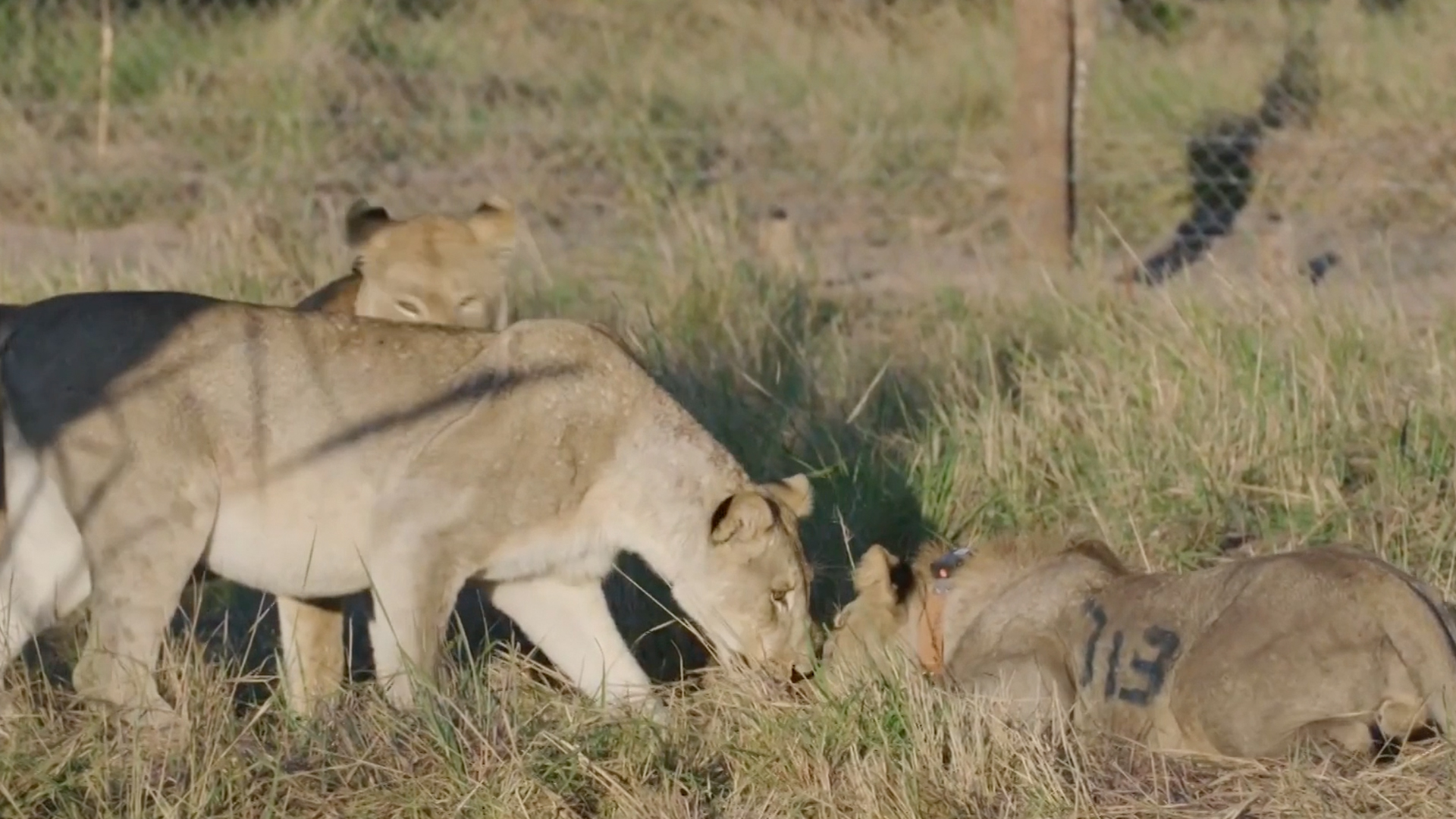 Habitat Recovery Project Reinvigorates Mozambique's Lion Population ...