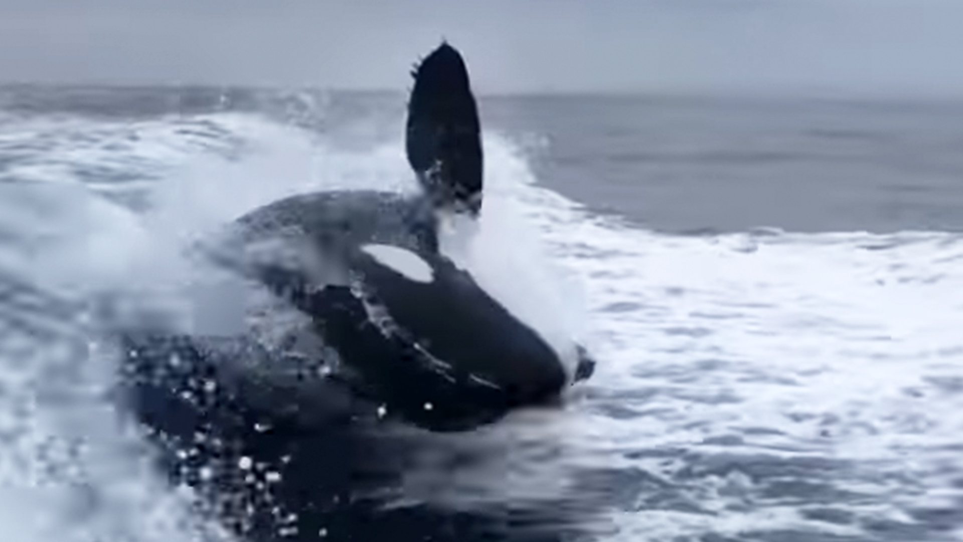 Incredible Moment Orcas Follow Speeding Boat | RTM - RightThisMinute