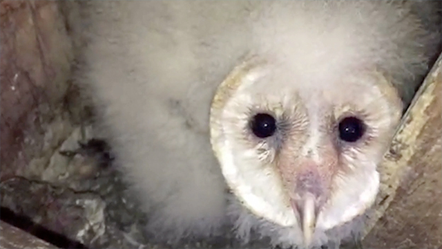 Owls Get Jobs As Grapevine Guards Rtm Rightthisminute