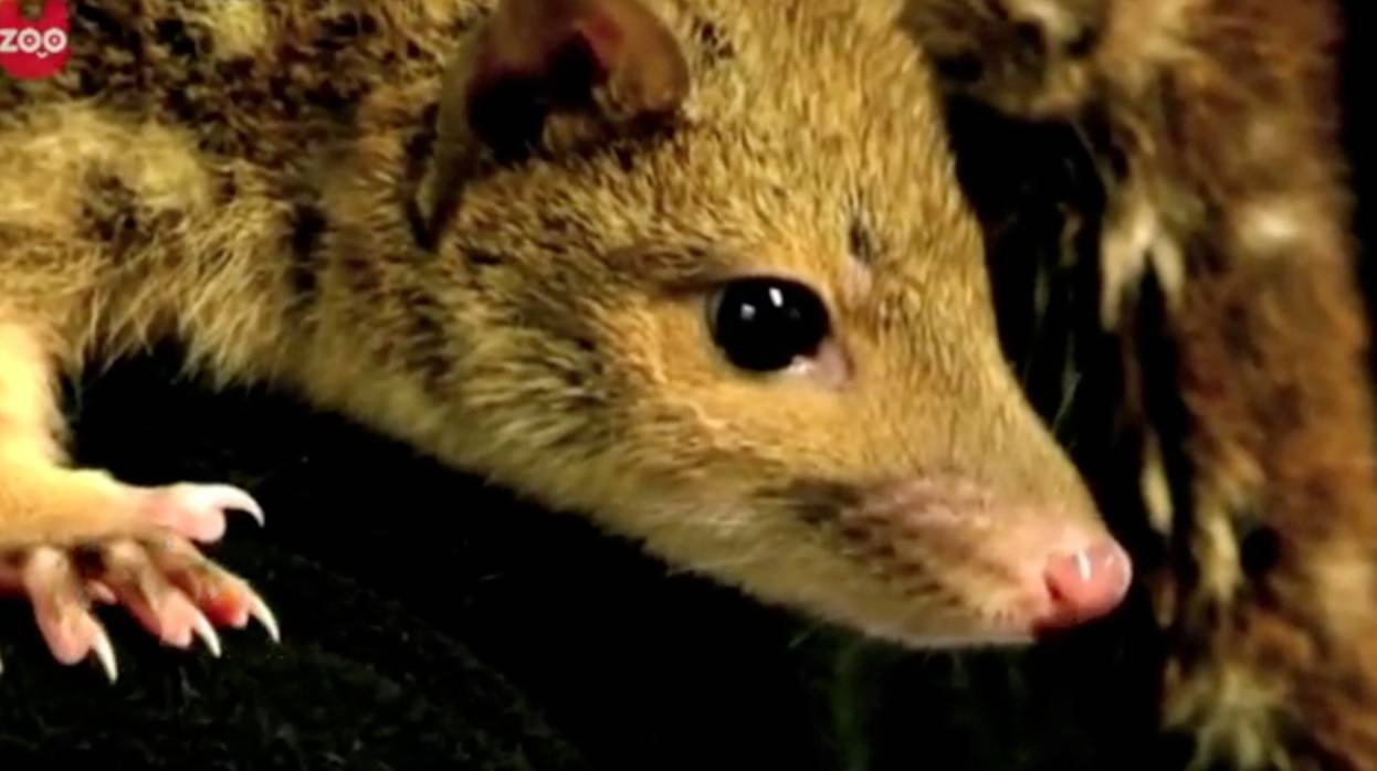 Public Gets Rare View of Cute Baby Quolls | RTM - RightThisMinute