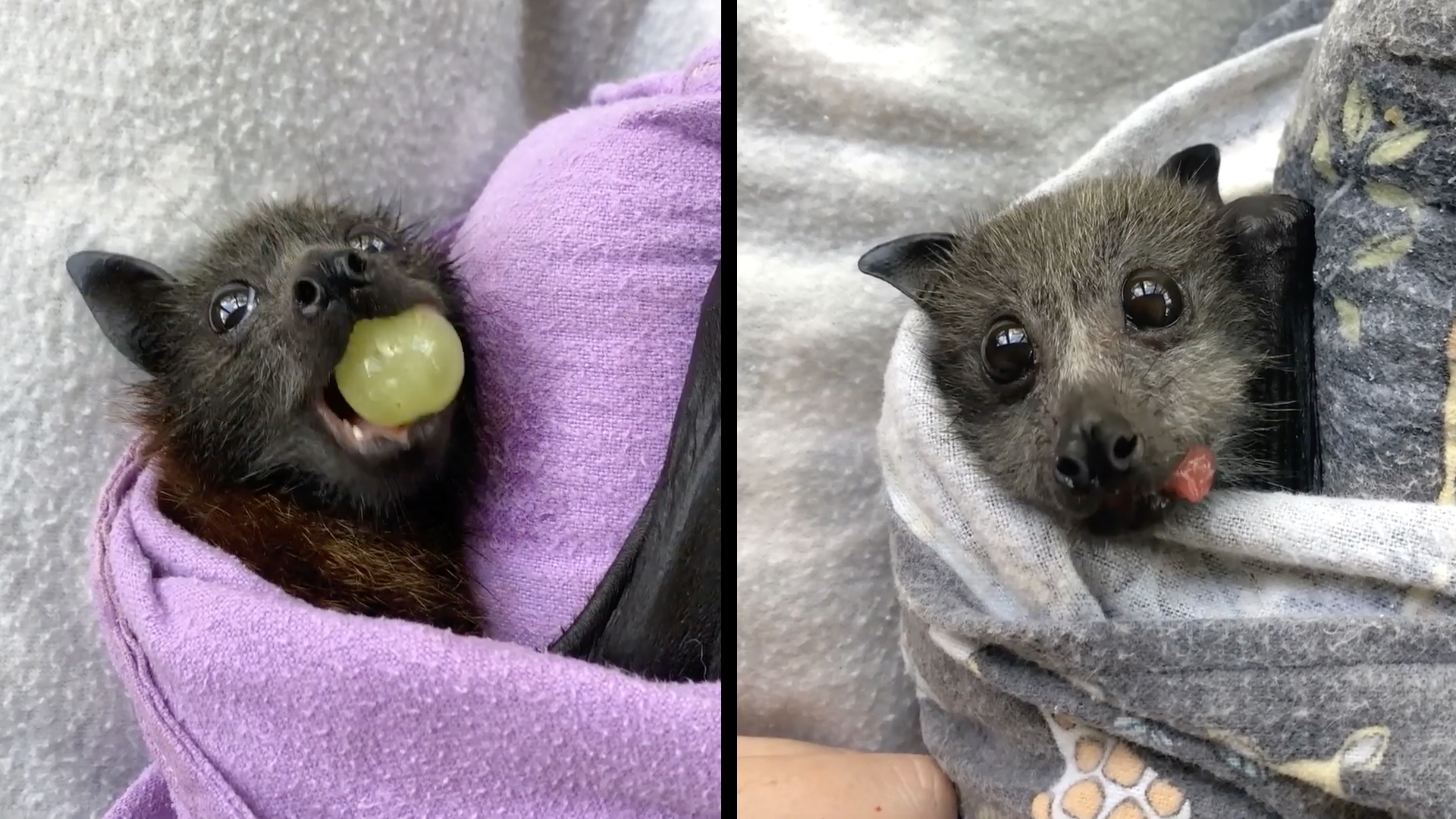 Baby Bats Eating Fruit Is Bringing Us So Much Joy | RTM - RightThisMinute