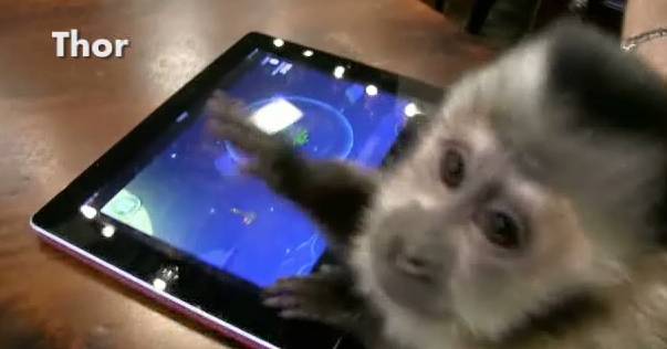 Monkey Plays with iPad Angry Birds | RTM - RightThisMinute