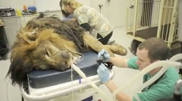 Lion Gets Surgery at University of Tennessee | RTM - RightThisMinute