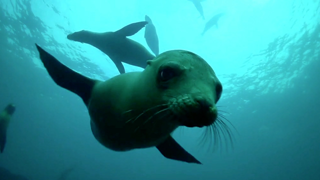 Pancho The Sea Lion Takes Giant Fish That Isn't His 