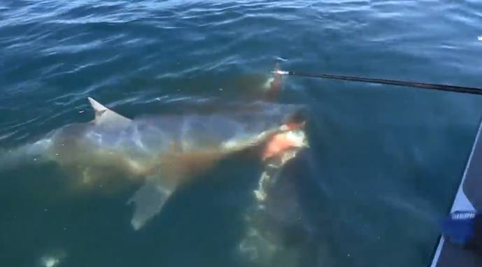 Original Video: Giant Mako Shark Attacks Hooked Swordfish | RTM ...