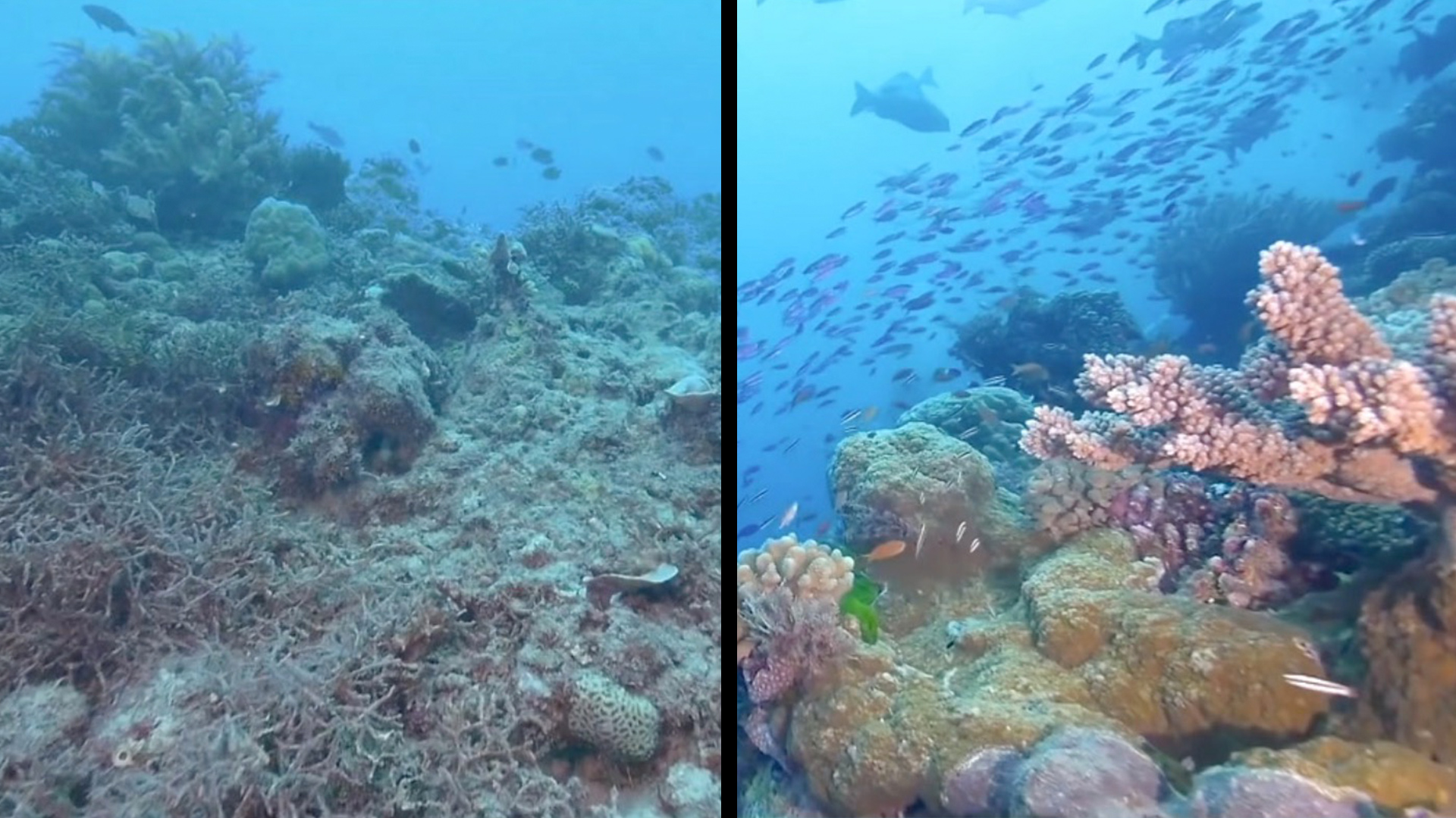 Climate Change Threatens Great Barrier Reef | RTM - RightThisMinute