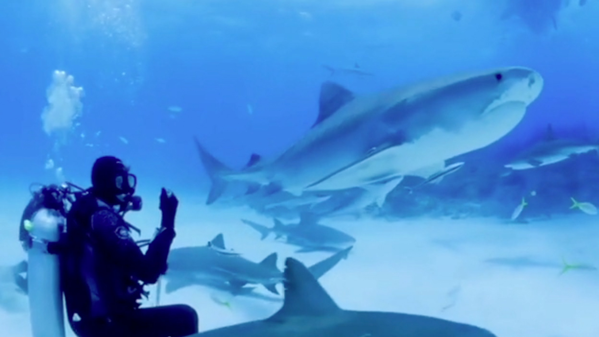 swim with tiger sharks cancun