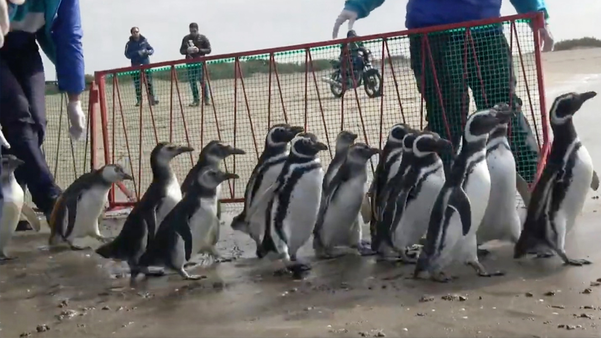 Penguins Waddle Back Into The Wild | RTM - RightThisMinute