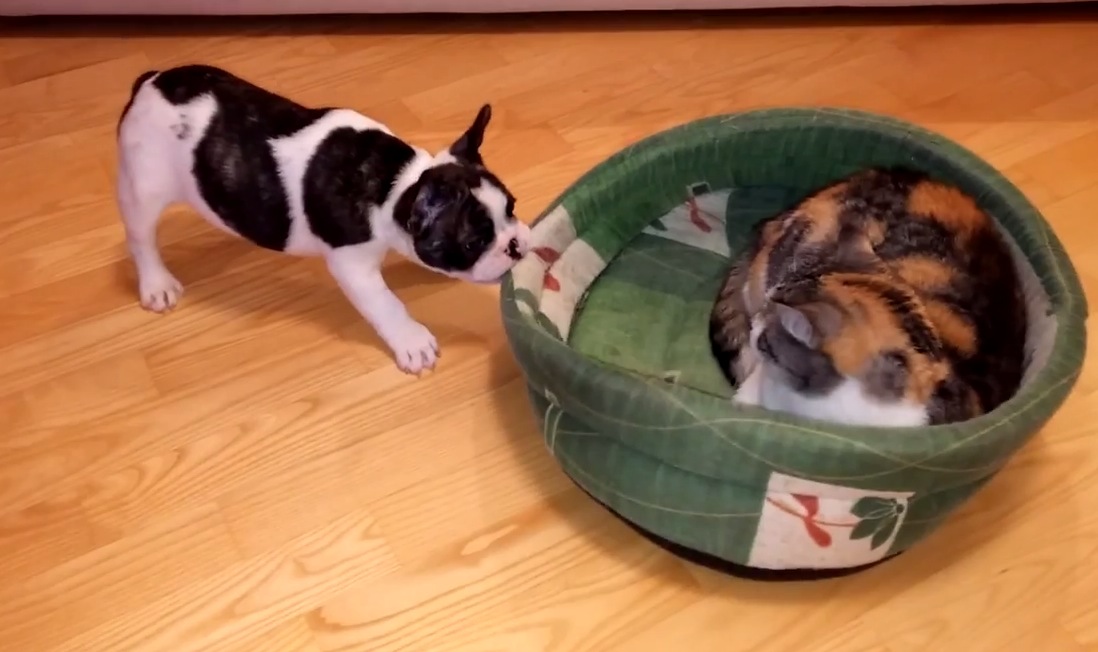 Cat Steals Puppy's Bed | RTM - RightThisMinute