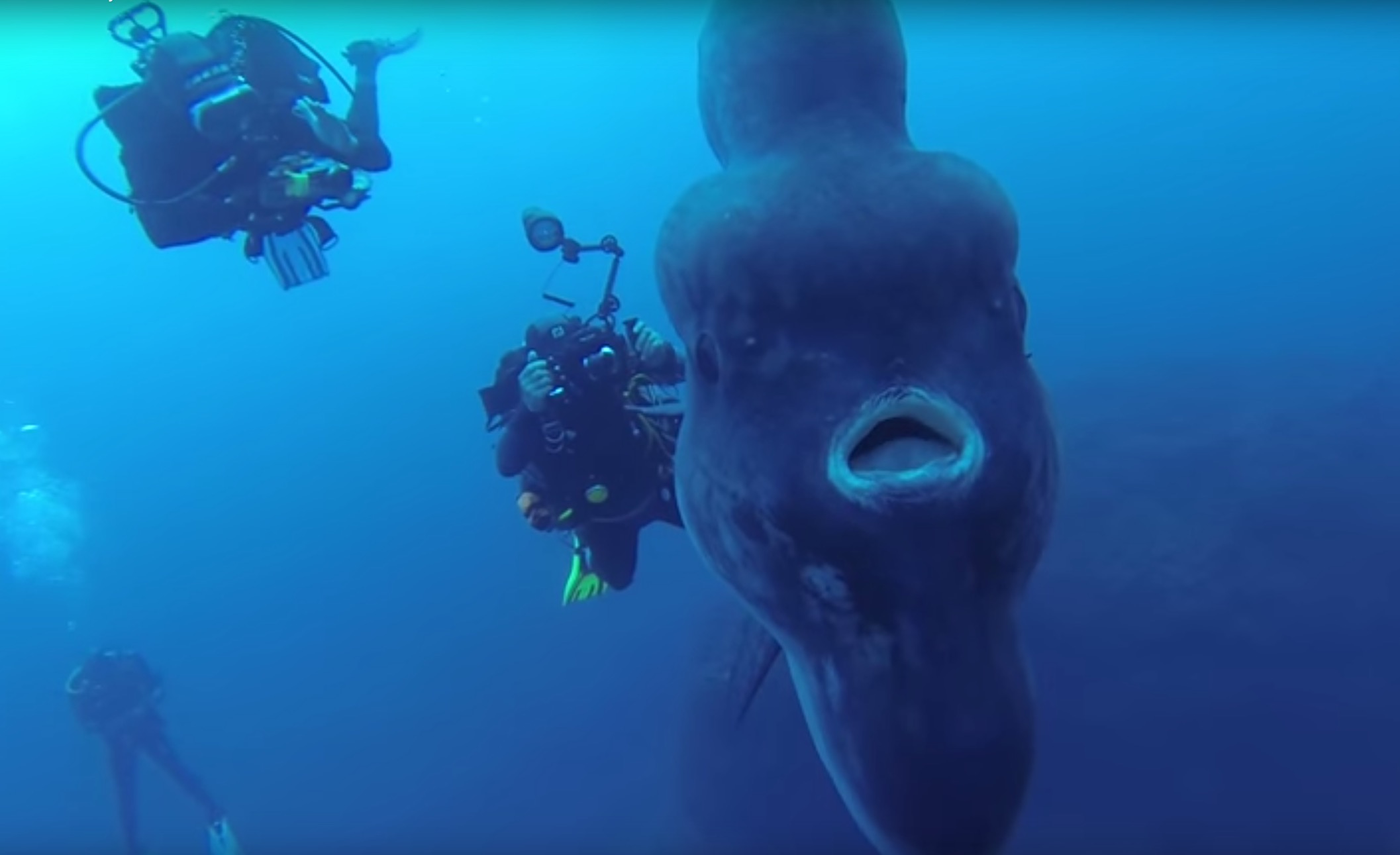 Divers Dwarfed By Huge Sunfish | RTM - RightThisMinute