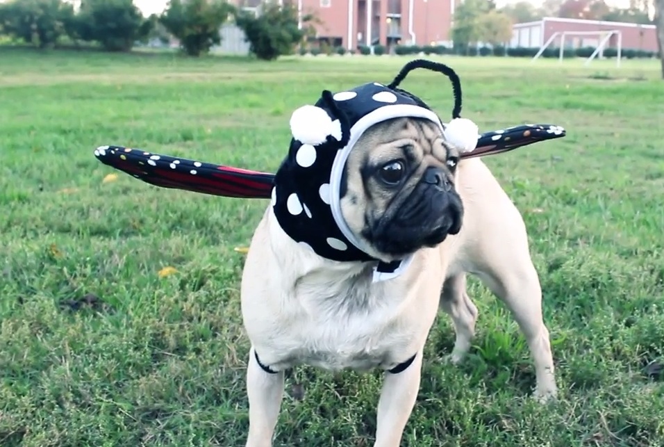 Doug the Pug Gets His Halloween On | RTM - RightThisMinute
