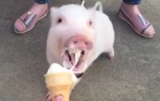 Pickle the Mini Pig Loves Ice Cream | RTM - RightThisMinute