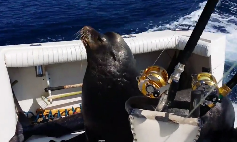 Sea Lion Chases Down Fishing Boat for a Snack | RTM - RightThisMinute